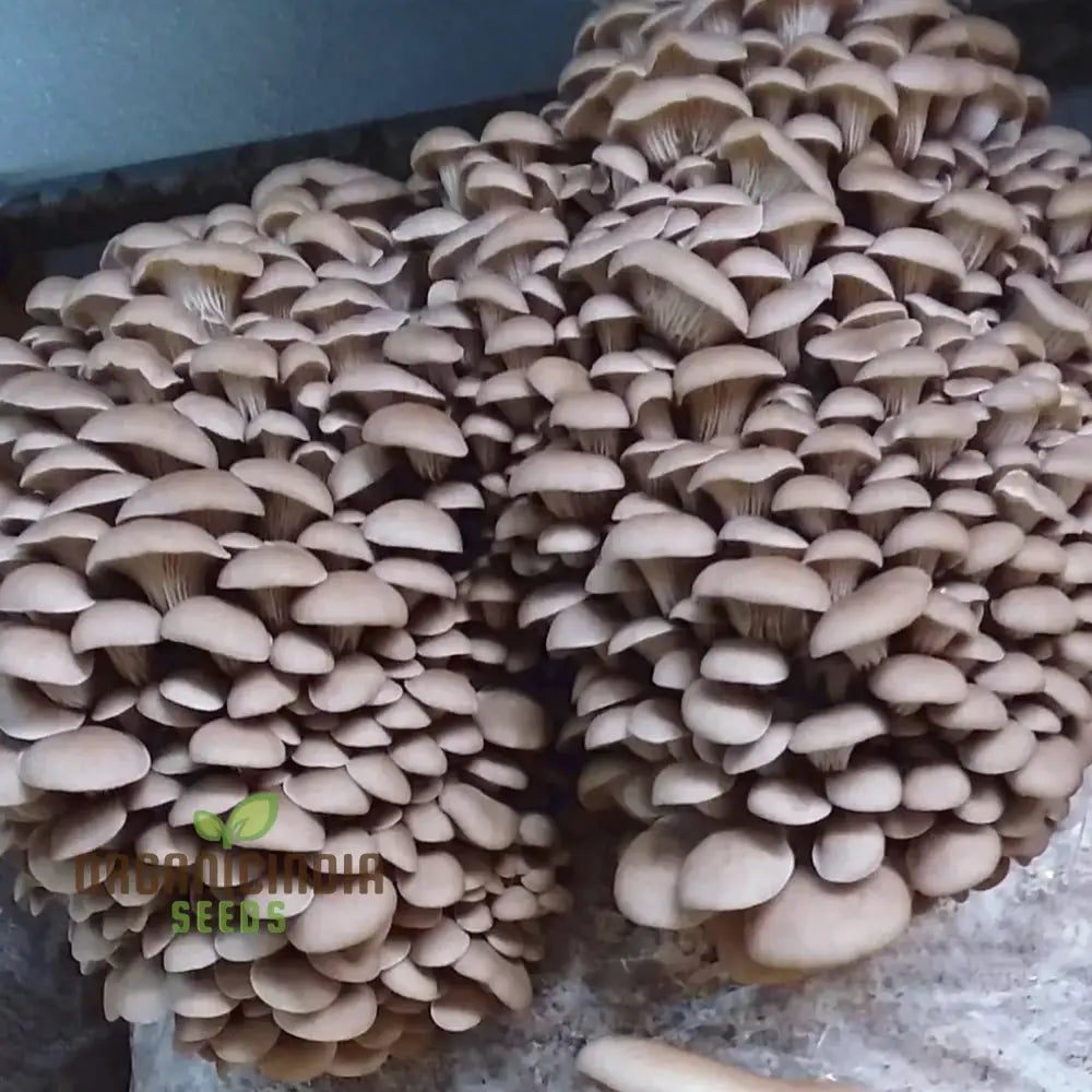 Blue-Grey Oyster Mushroom With These Vegetable Seeds Perfect For Adding An Exotic Twist To Your