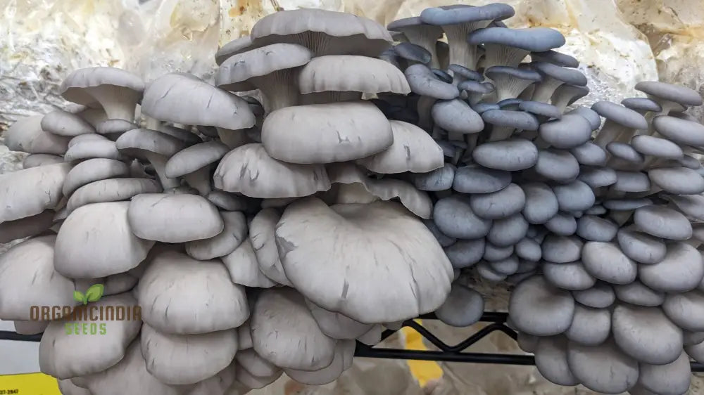 Blue-Grey Oyster Mushroom With These Vegetable Seeds Perfect For Adding An Exotic Twist To Your