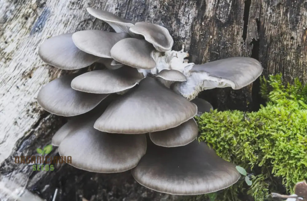 Blue-Grey Oyster Mushroom With These Vegetable Seeds Perfect For Adding An Exotic Twist To Your