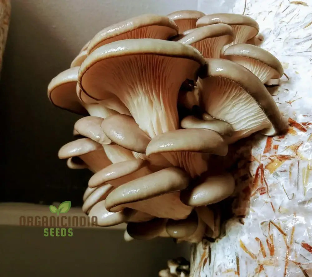 Blue-Grey Oyster Mushroom With These Vegetable Seeds Perfect For Adding An Exotic Twist To Your