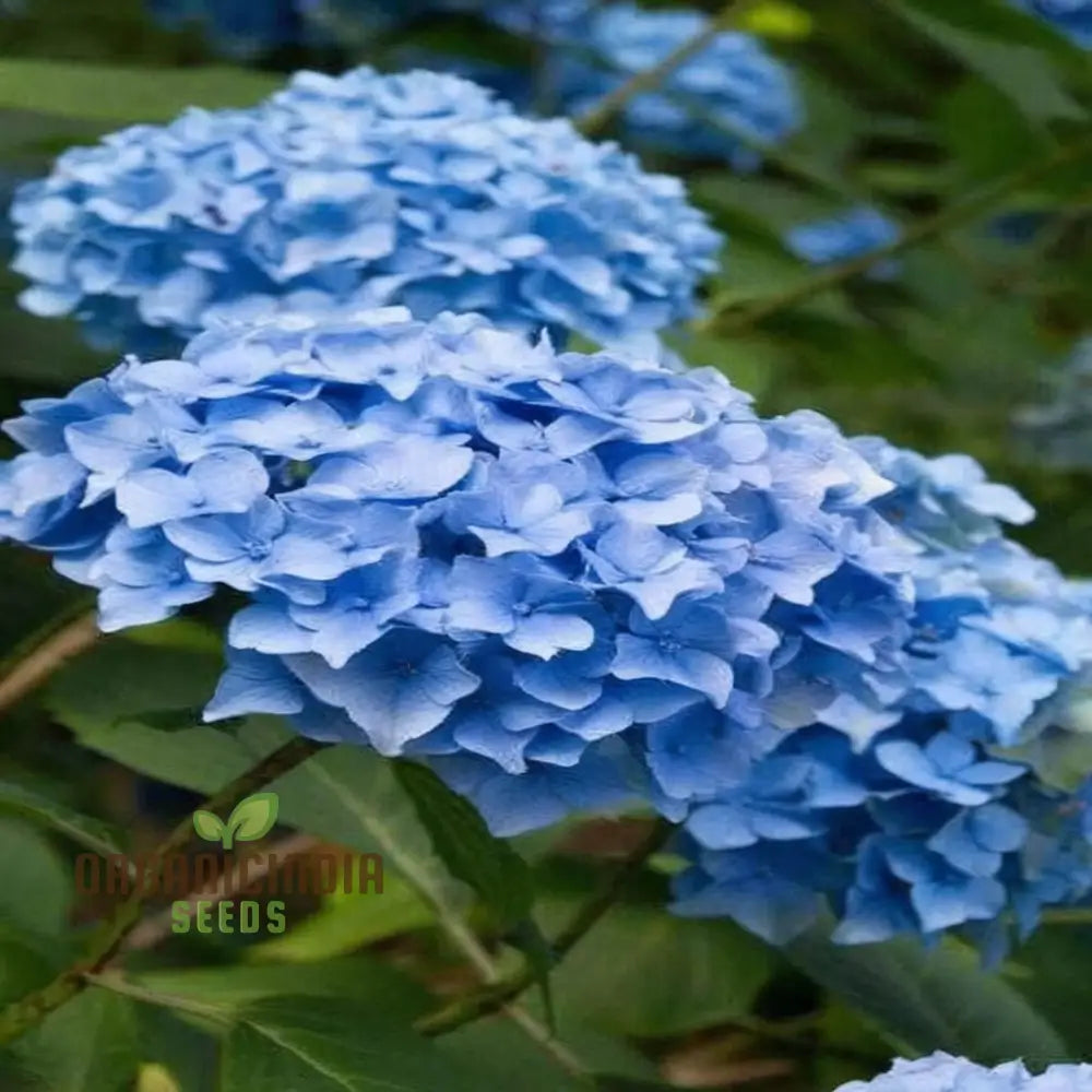 Blue Hydrangea Flower Seeds - Stunning Blooms For Elegant Garden Charm Seeds