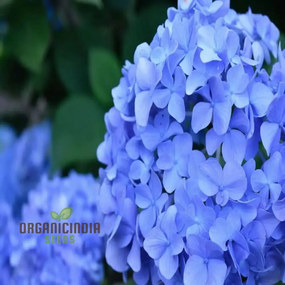 Blue Hydrangea Flower Seeds - Stunning Blooms For Elegant Garden Charm Seeds