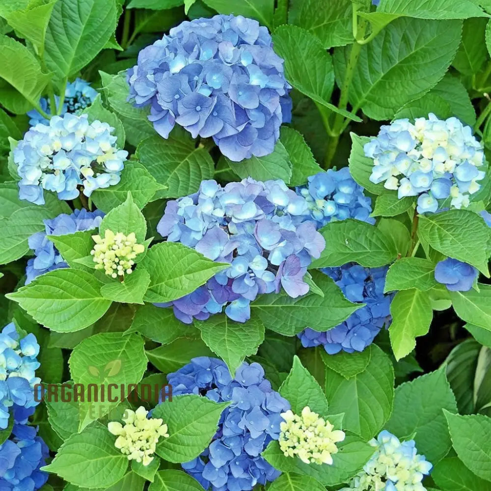 Blue Hydrangea Flower Seeds - Stunning Blooms For Elegant Garden Charm Seeds