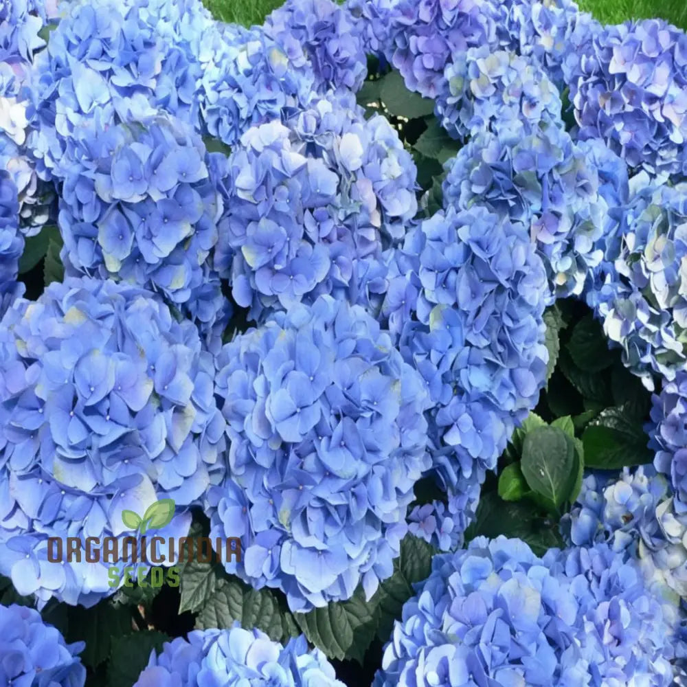 Blue Hydrangea Flower Seeds - Stunning Blooms For Elegant Garden Charm Seeds