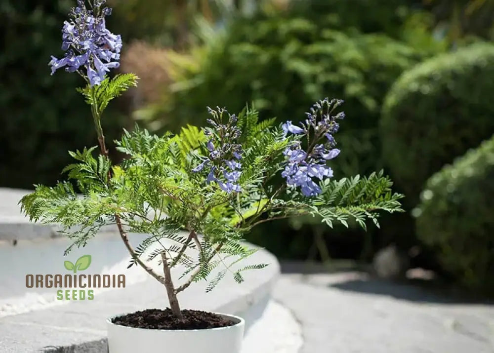 Blue Jacaranda Tree Seeds Plant Your Pathway To Stunning Blooms