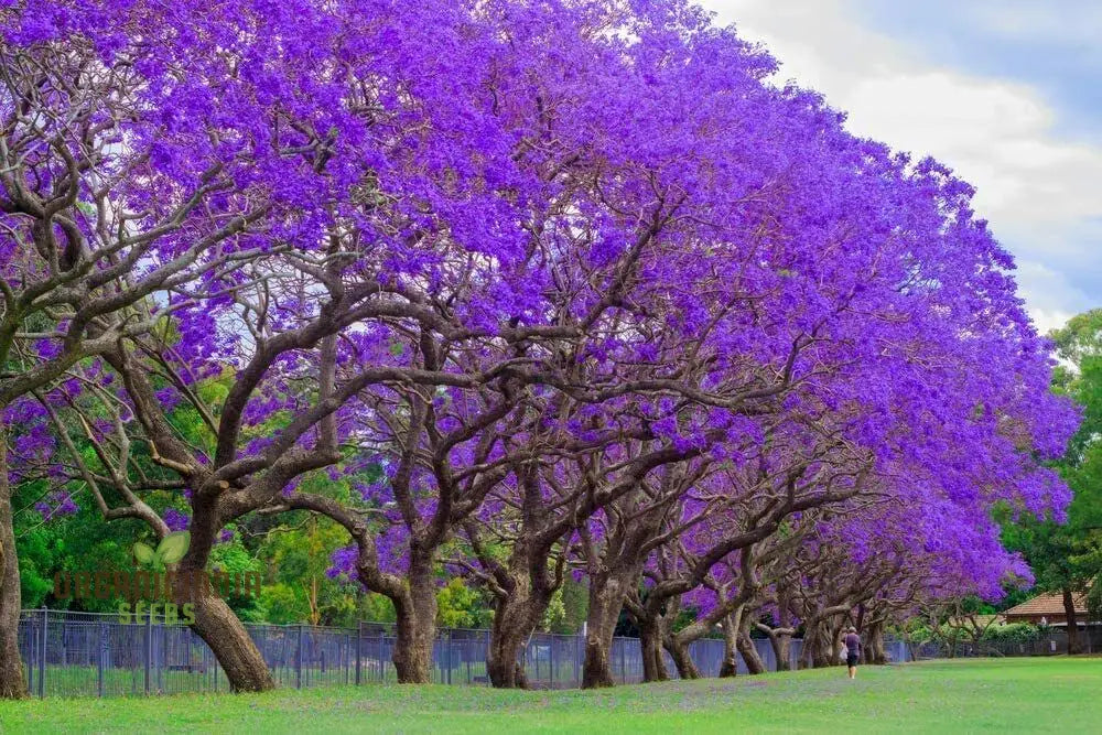 Blue Jacaranda Tree Seeds Plant Your Pathway To Stunning Blooms