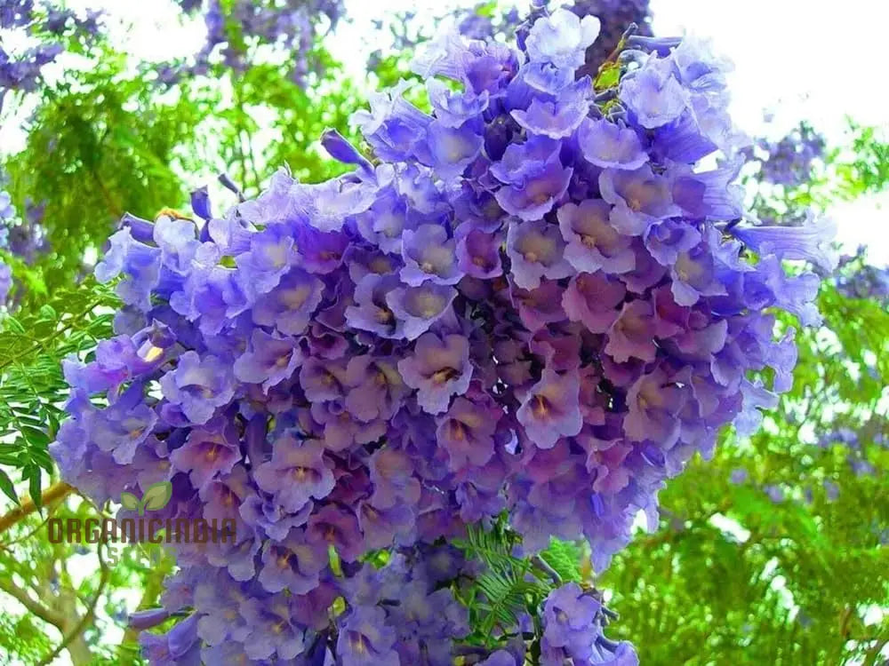 Blue Jacaranda Tree Seeds Plant Your Pathway To Stunning Blooms