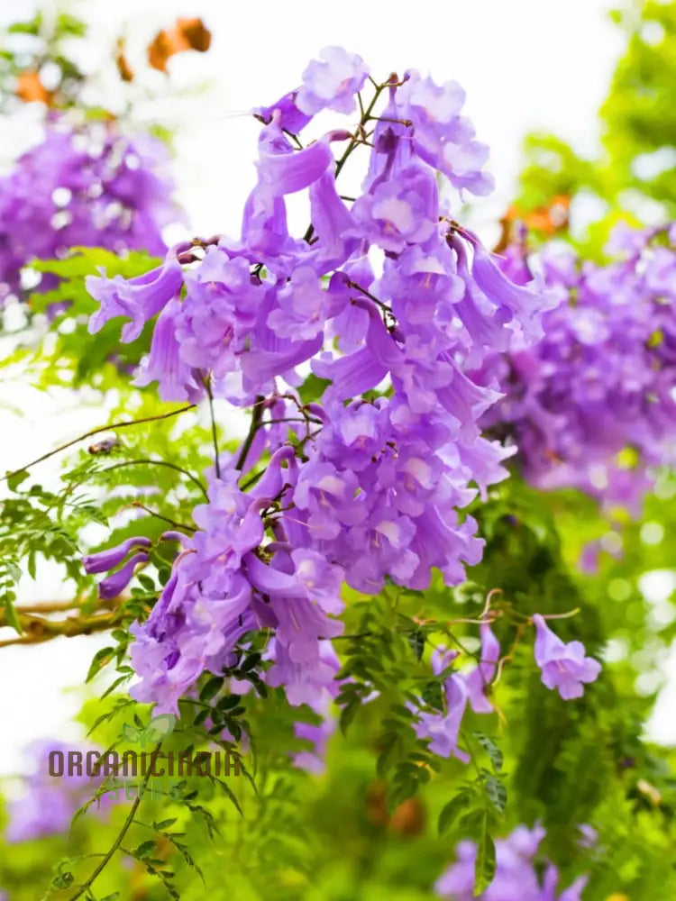 Blue Jacaranda Tree Seeds Plant Your Pathway To Stunning Blooms