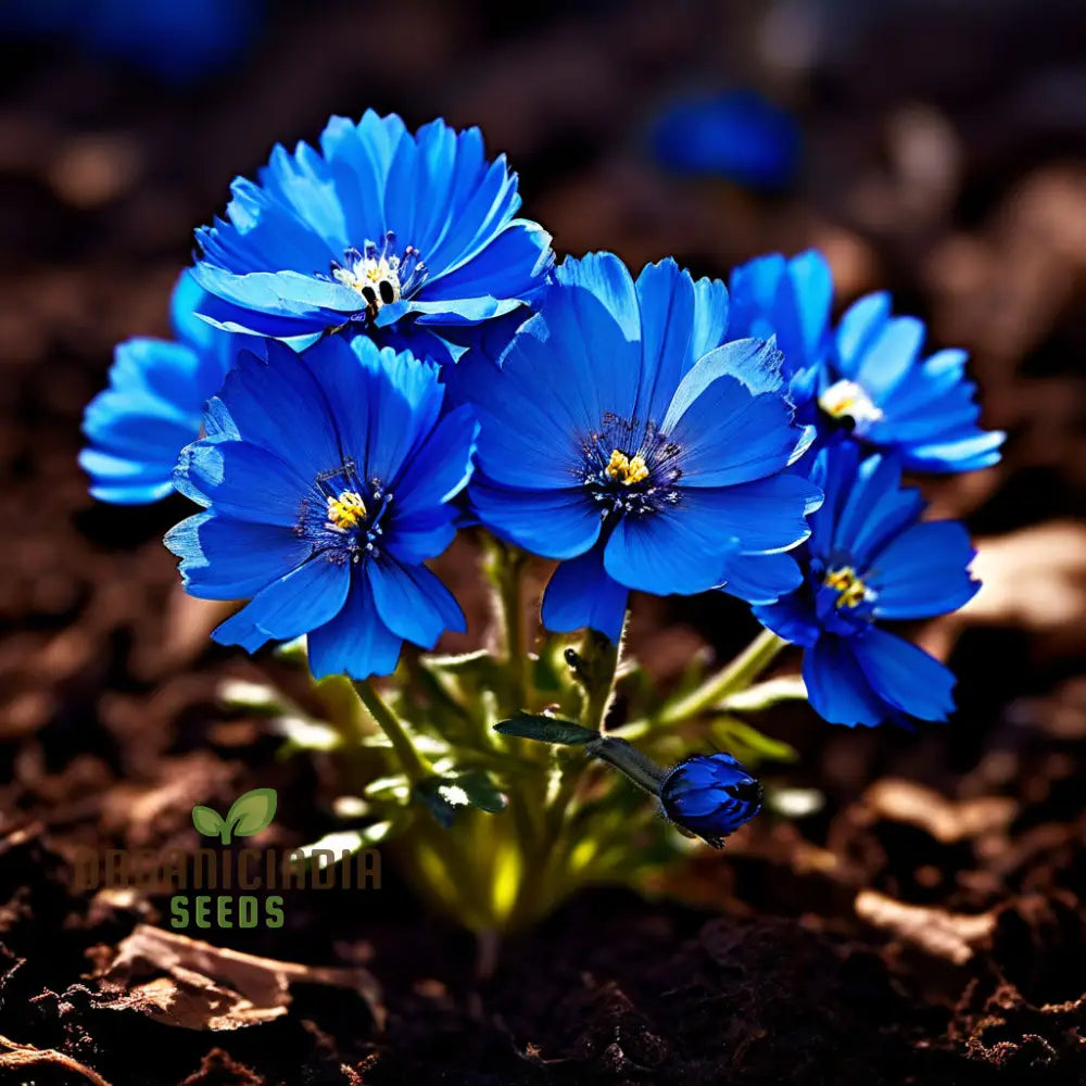 Blue Marigold Flower Seeds - Rare Indigo Blooms For Distinctive Garden Charm Annuals