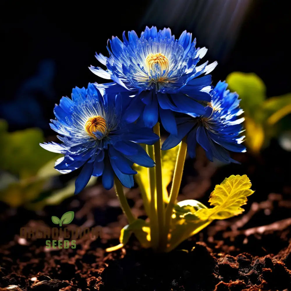 Blue Marigold Flower Seeds - Rare Indigo Blooms For Distinctive Garden Charm Annuals