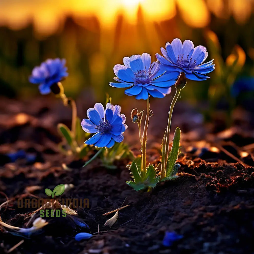 Blue Marigold Flower Seeds - Rare Indigo Blooms For Distinctive Garden Charm Annuals