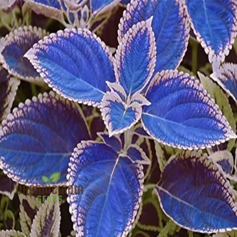 Blue Mini Coleus Plant Seeds For Vibrant Gardening: Ideal Garden Enthusiasts Seeking Unique And