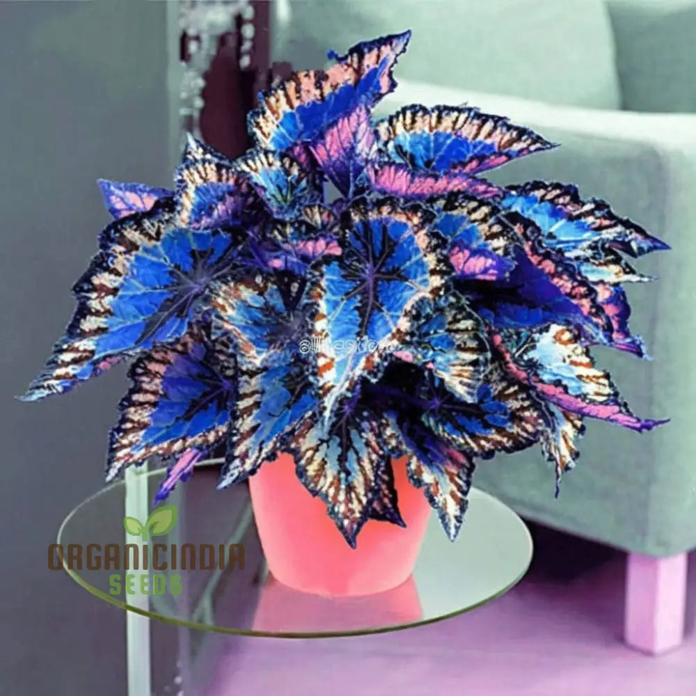 Blue Mini Coleus Plant Seeds For Vibrant Gardening: Ideal Garden Enthusiasts Seeking Unique And