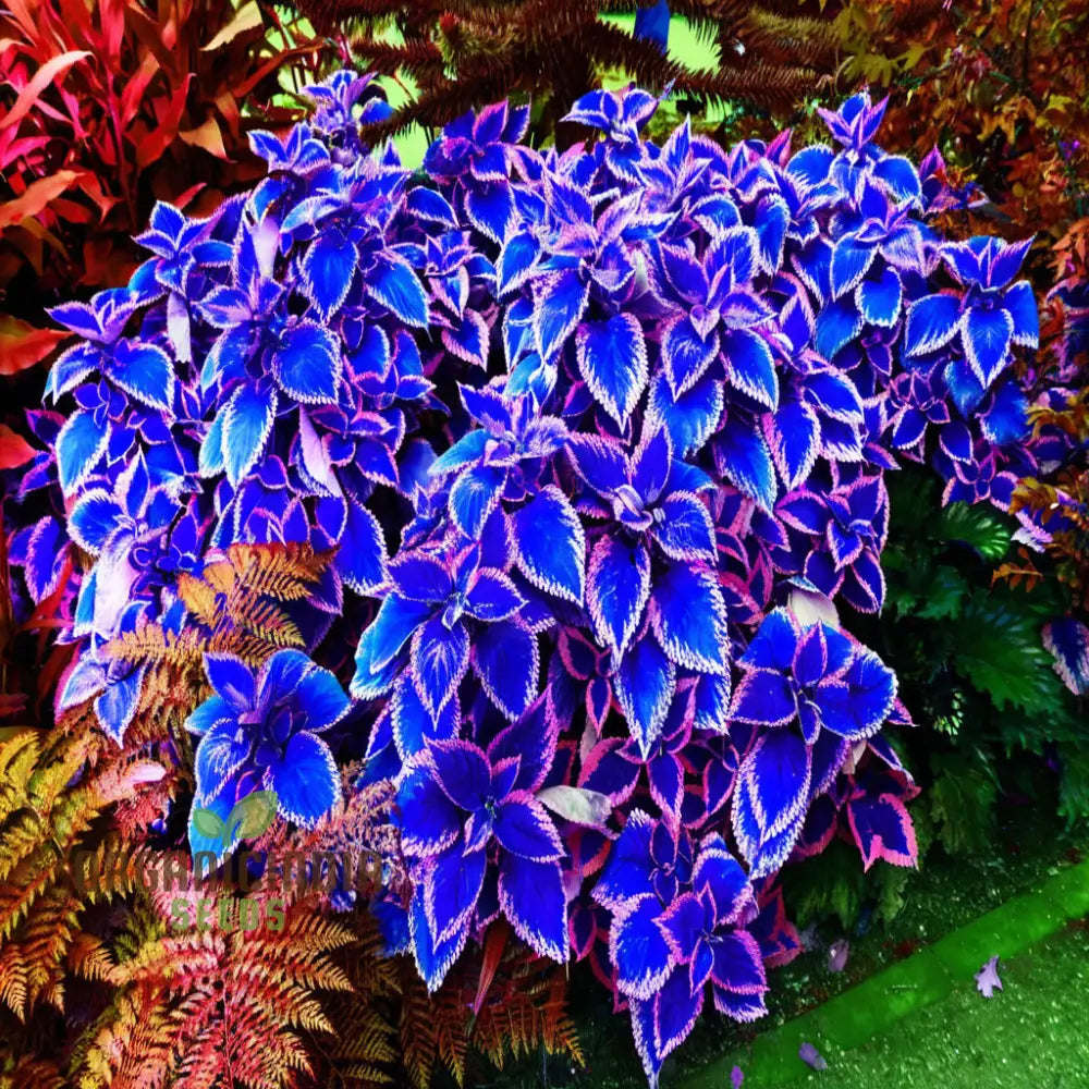 Blue Mini Coleus Plant Seeds For Vibrant Gardening: Ideal Garden Enthusiasts Seeking Unique And