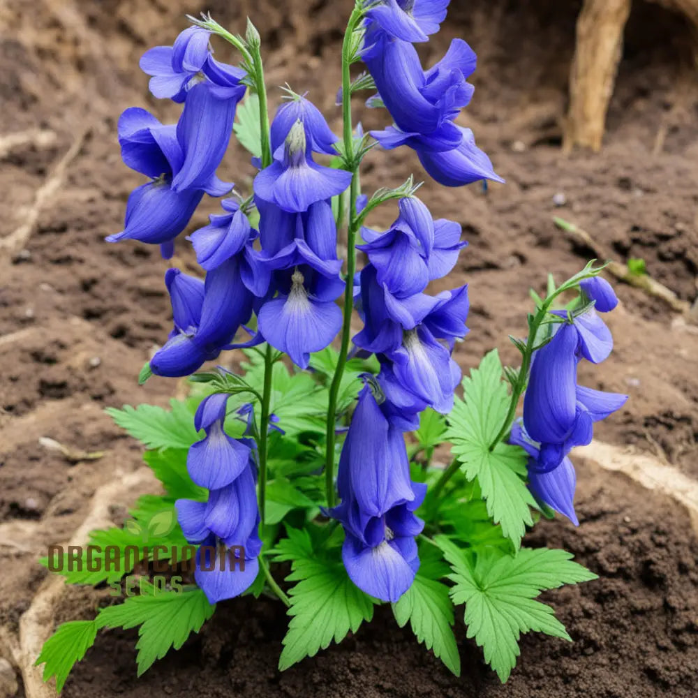 Blue Monkshood Flower Seeds - Striking Blooms For Mysterious Garden Charms Perennials