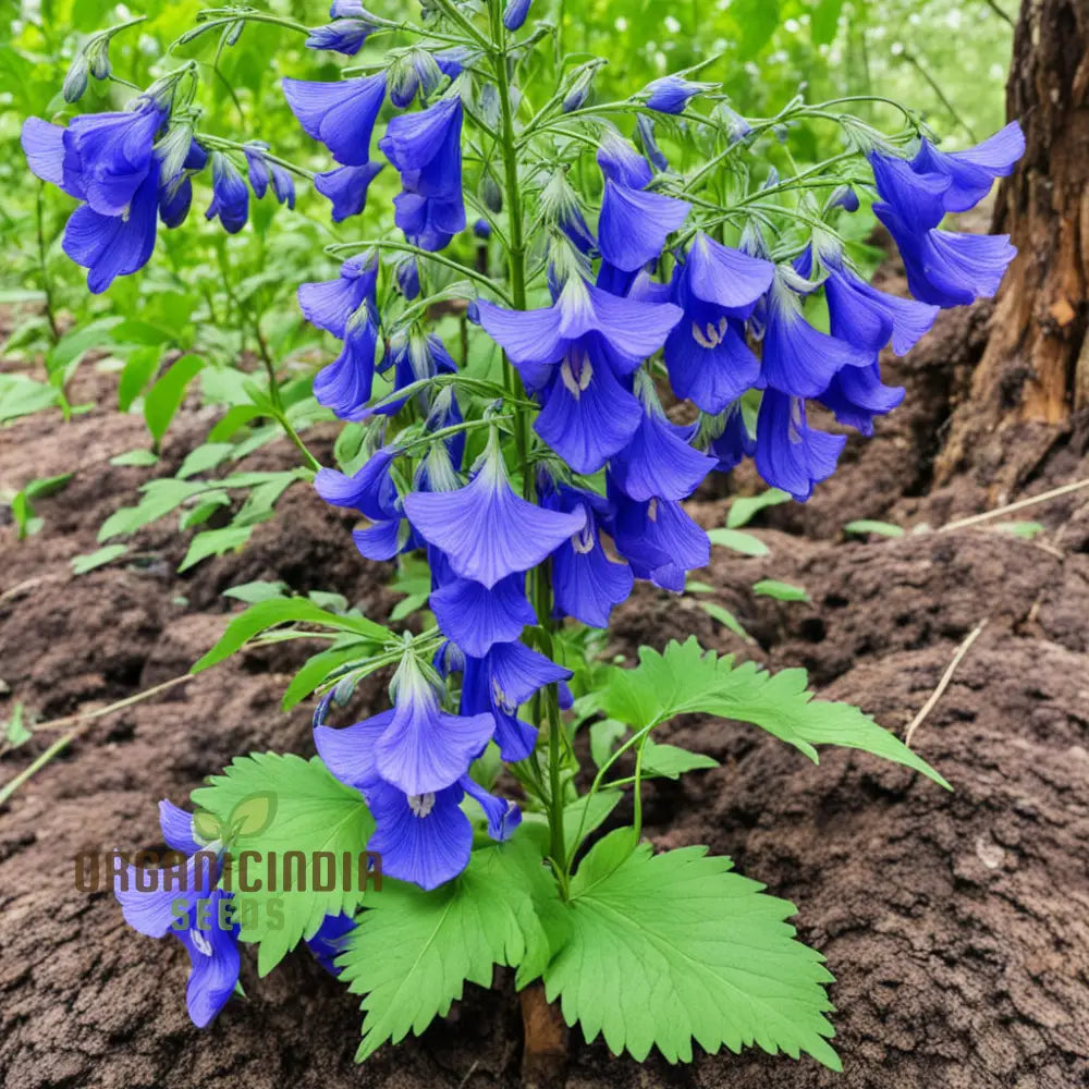 Blue Monkshood Flower Seeds - Striking Blooms For Mysterious Garden Charms Perennials