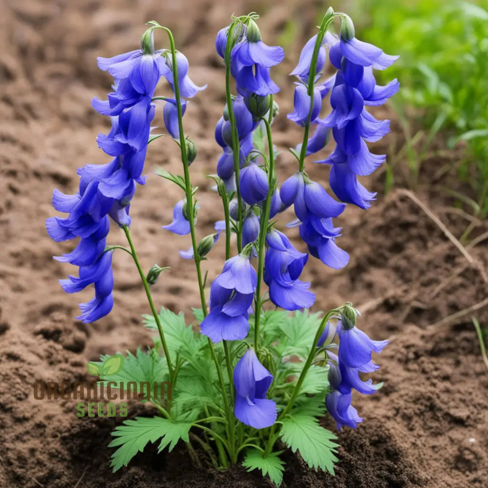 Blue Monkshood Flower Seeds - Striking Blooms For Mysterious Garden Charms Perennials