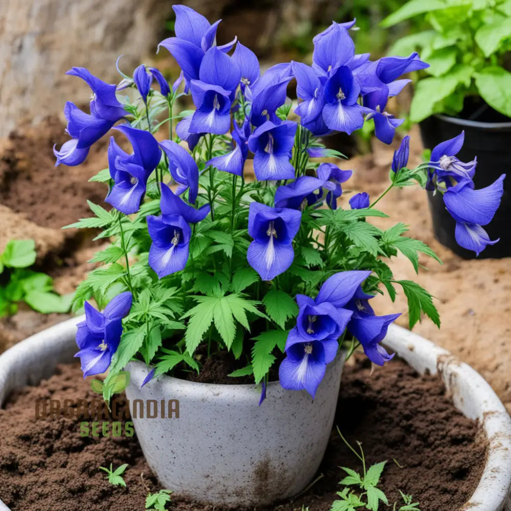 Blue Monkshood Flower Seeds - Striking Blooms For Mysterious Garden Charms Perennials