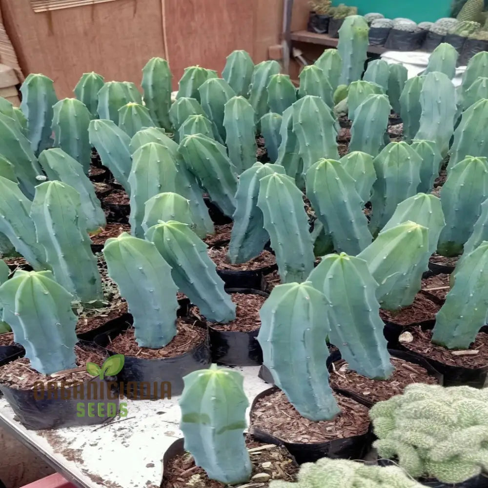 Blue Myrtle Cactus (Myrtillocactus Geometrizans) Plant Seeds Rare Fast-Growing Ideal For Indoor And