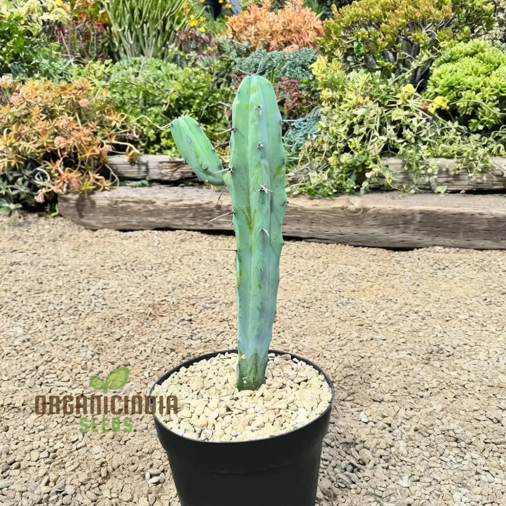 Blue Myrtle Cactus (Myrtillocactus Geometrizans) Plant Seeds Rare Fast-Growing Ideal For Indoor And