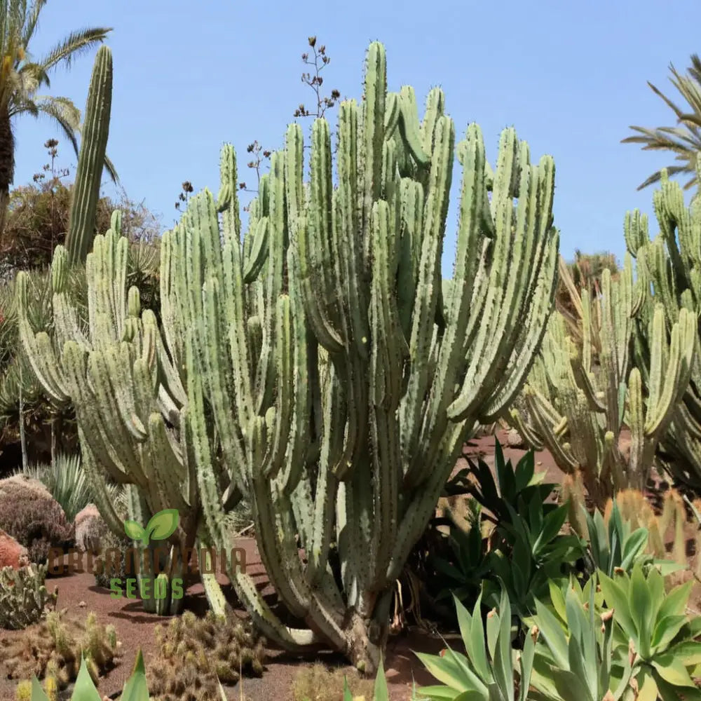 Blue Myrtle Cactus (Myrtillocactus Geometrizans) Plant Seeds Rare Fast-Growing Ideal For Indoor And