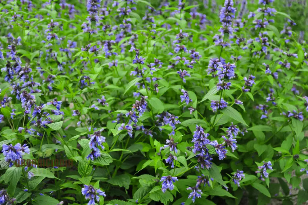 Blue Nepeta Catmint Herb Gardening Plant Seeds Mix - Easy Planting Instructions Premium Quality