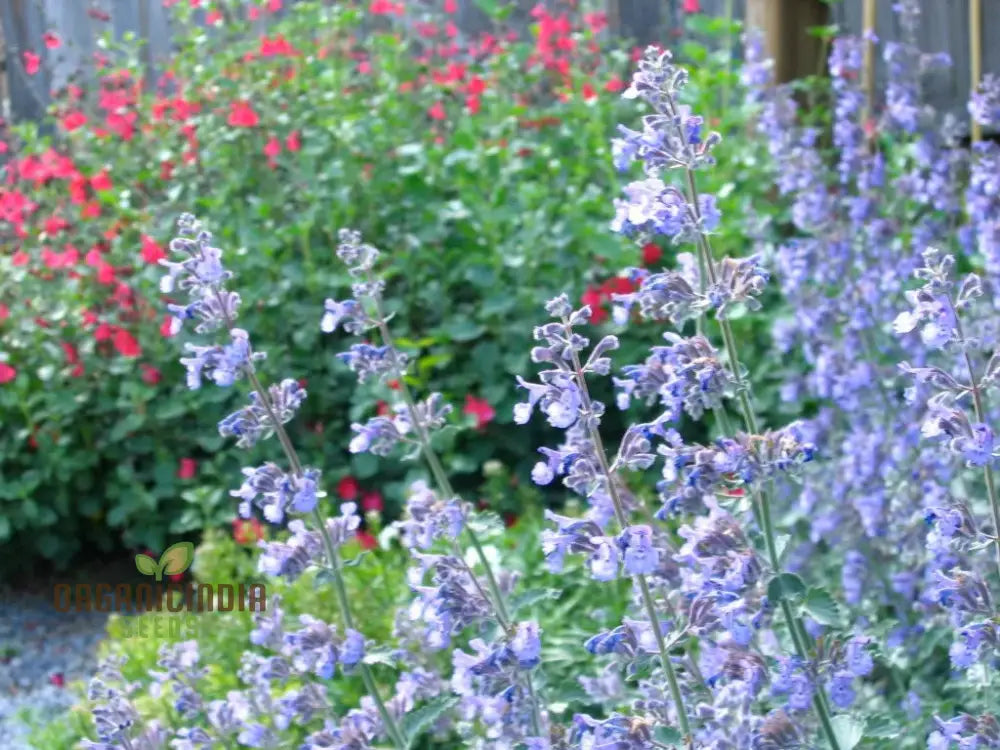 Blue Nepeta Catmint Herb Gardening Plant Seeds Mix - Easy Planting Instructions Premium Quality