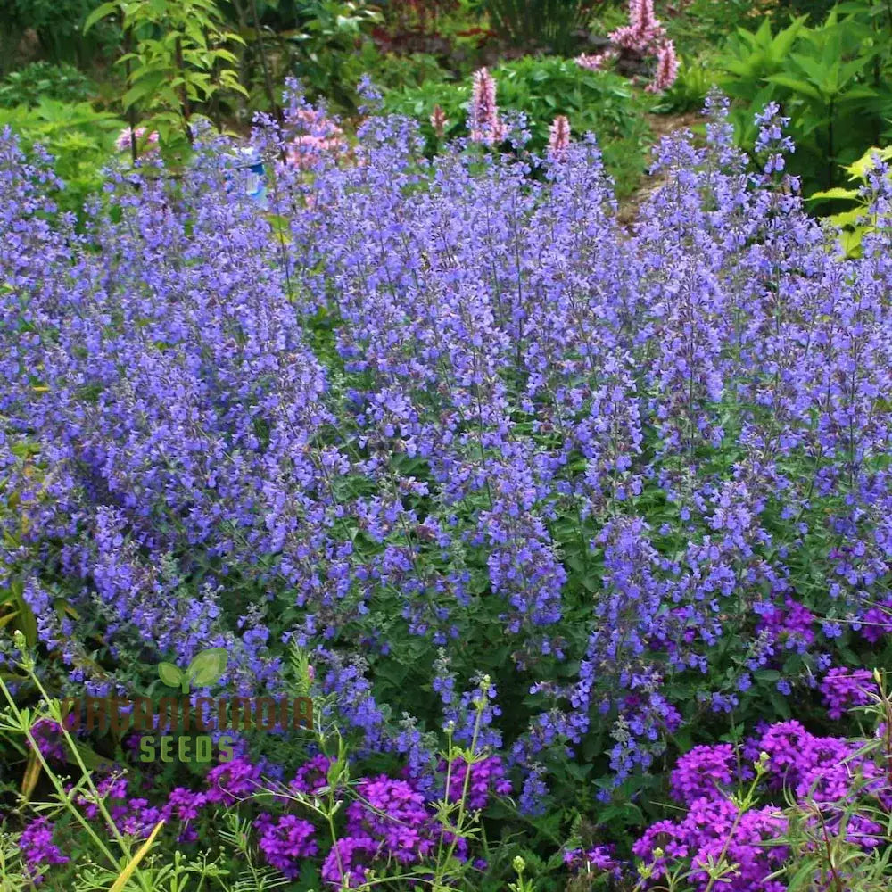 Blue Nepeta Catmint Herb Gardening Plant Seeds Mix - Easy Planting Instructions Premium Quality