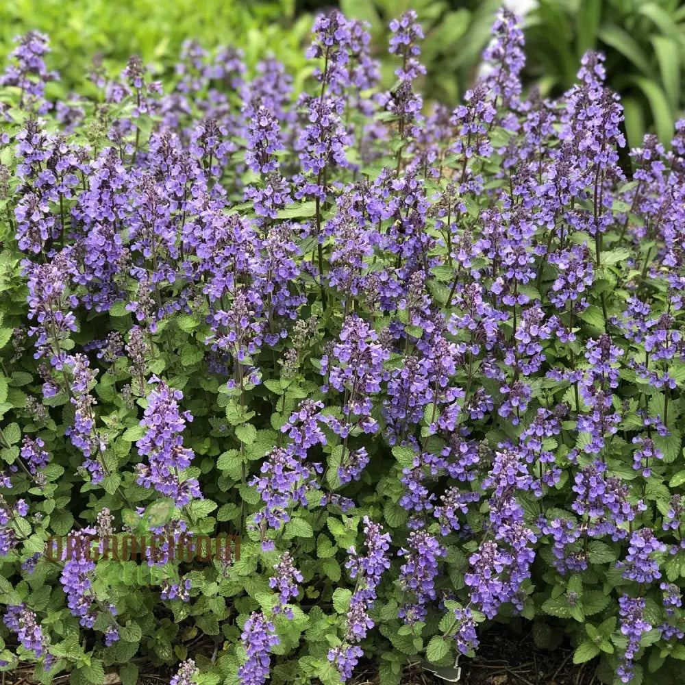 Blue Nepeta Catmint Herb Gardening Plant Seeds Mix - Easy Planting Instructions Premium Quality