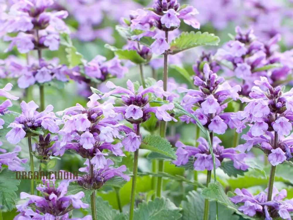 Blue Nepeta Catmint Herb Gardening Plant Seeds Mix - Easy Planting Instructions Premium Quality