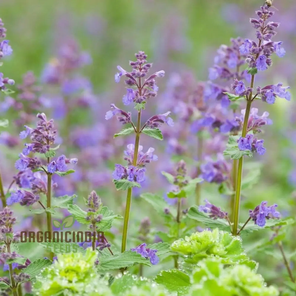 Blue Nepeta Catmint Herb Gardening Plant Seeds Mix - Easy Planting Instructions Premium Quality