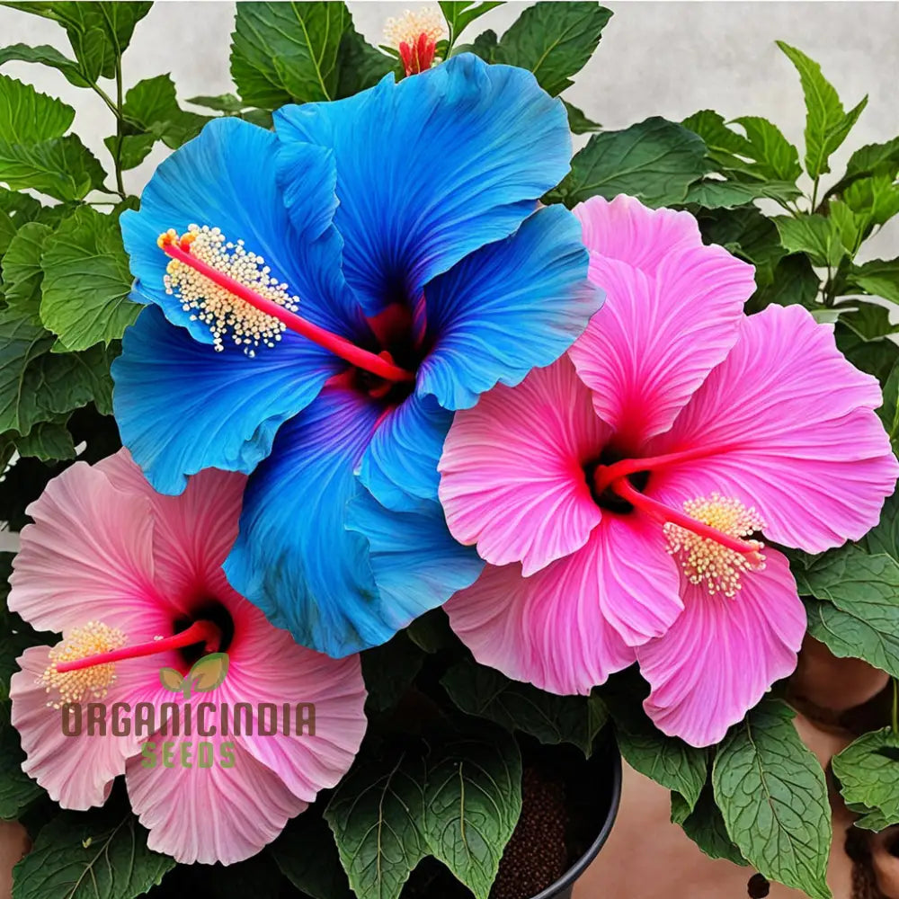 Blue Pink Hibiscus Flower Seeds - Rare Color Hardy Perennial Giant Tropical Perennials