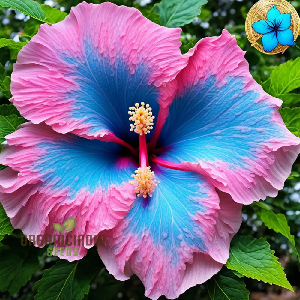 Blue Pink Hibiscus Flower Seeds - Rare Color Hardy Perennial Giant Tropical Perennials