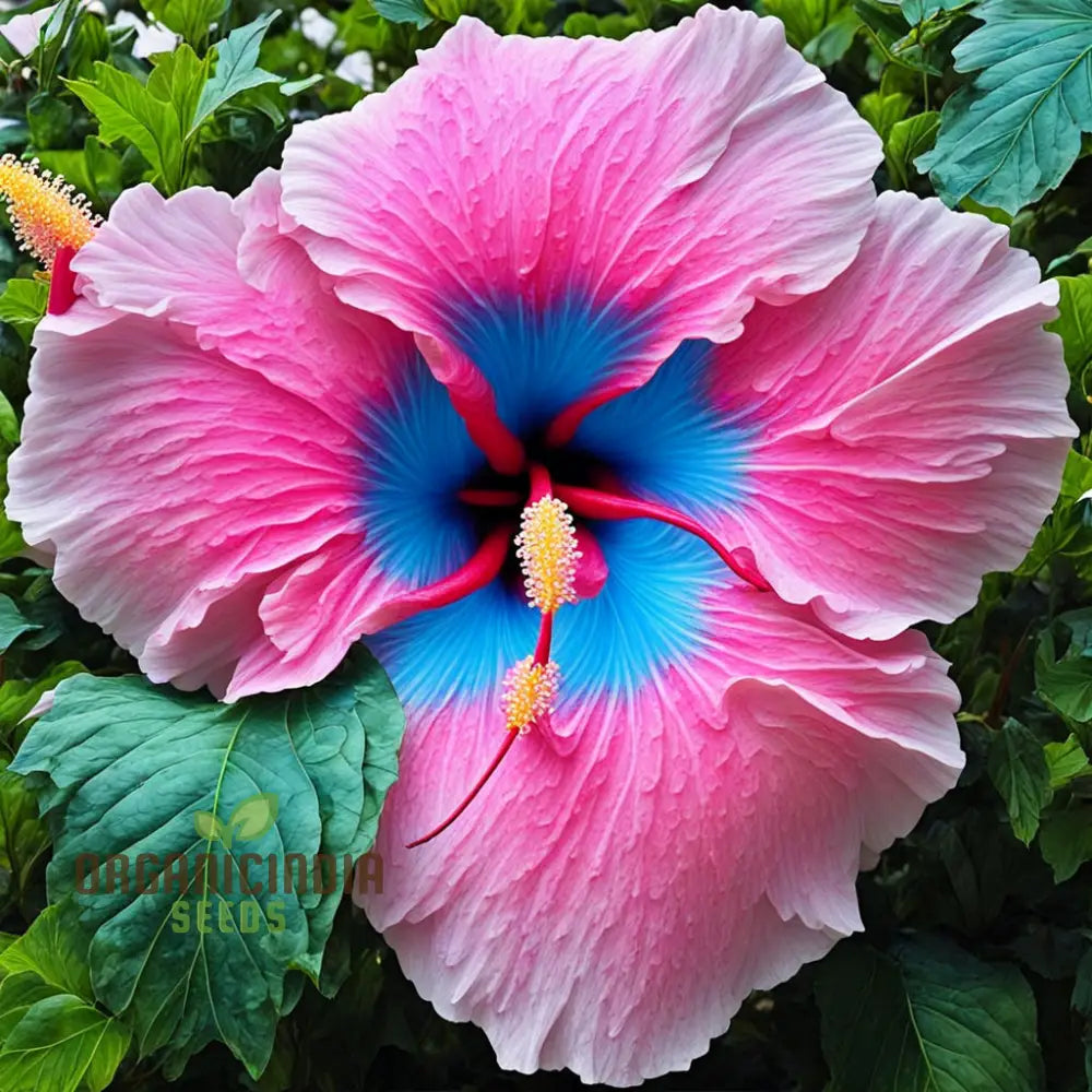 Blue Pink Hibiscus Flower Seeds - Rare Color Hardy Perennial Giant Tropical Perennials