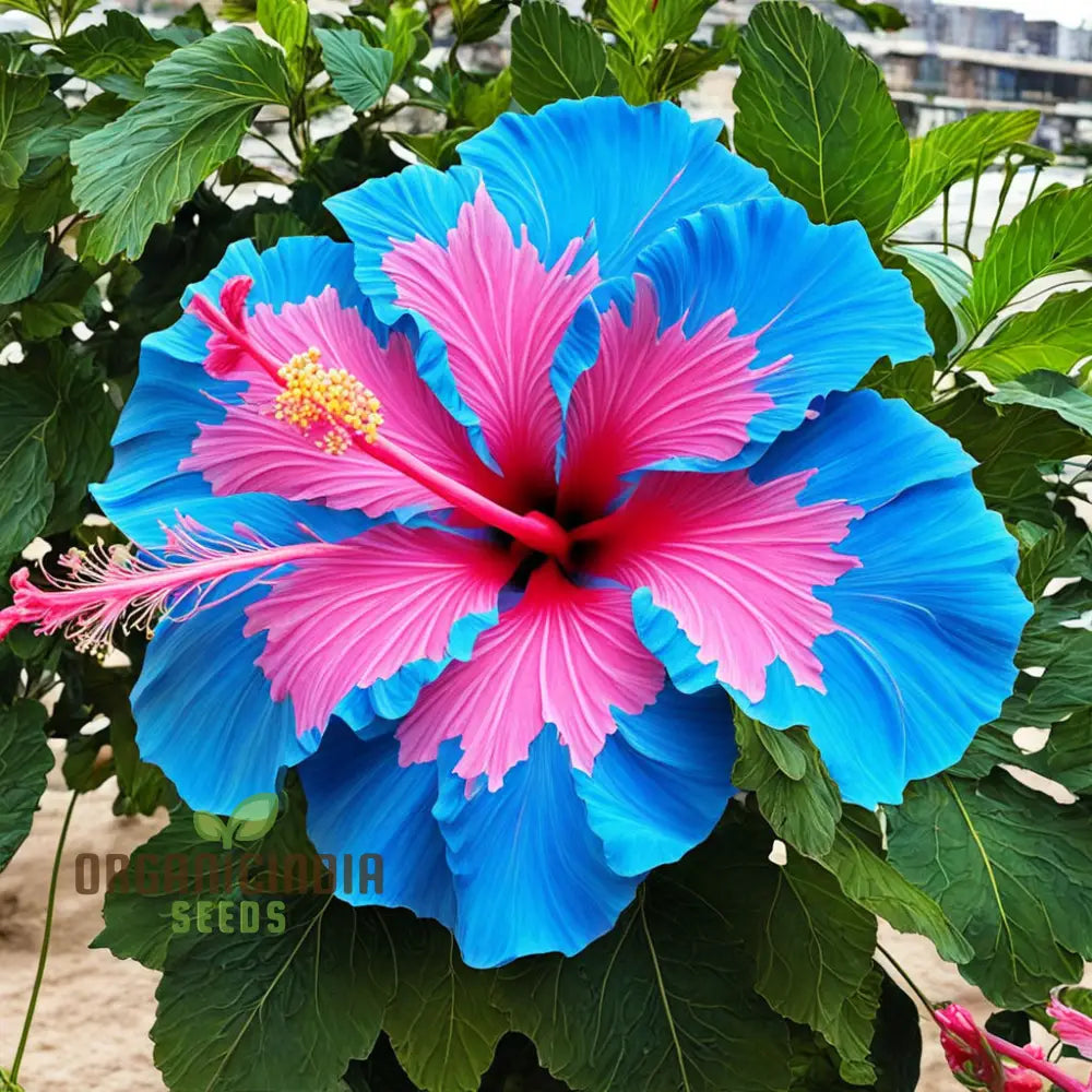 Blue Pink Hibiscus Flower Seeds - Rare Color Hardy Perennial Giant Tropical Perennials