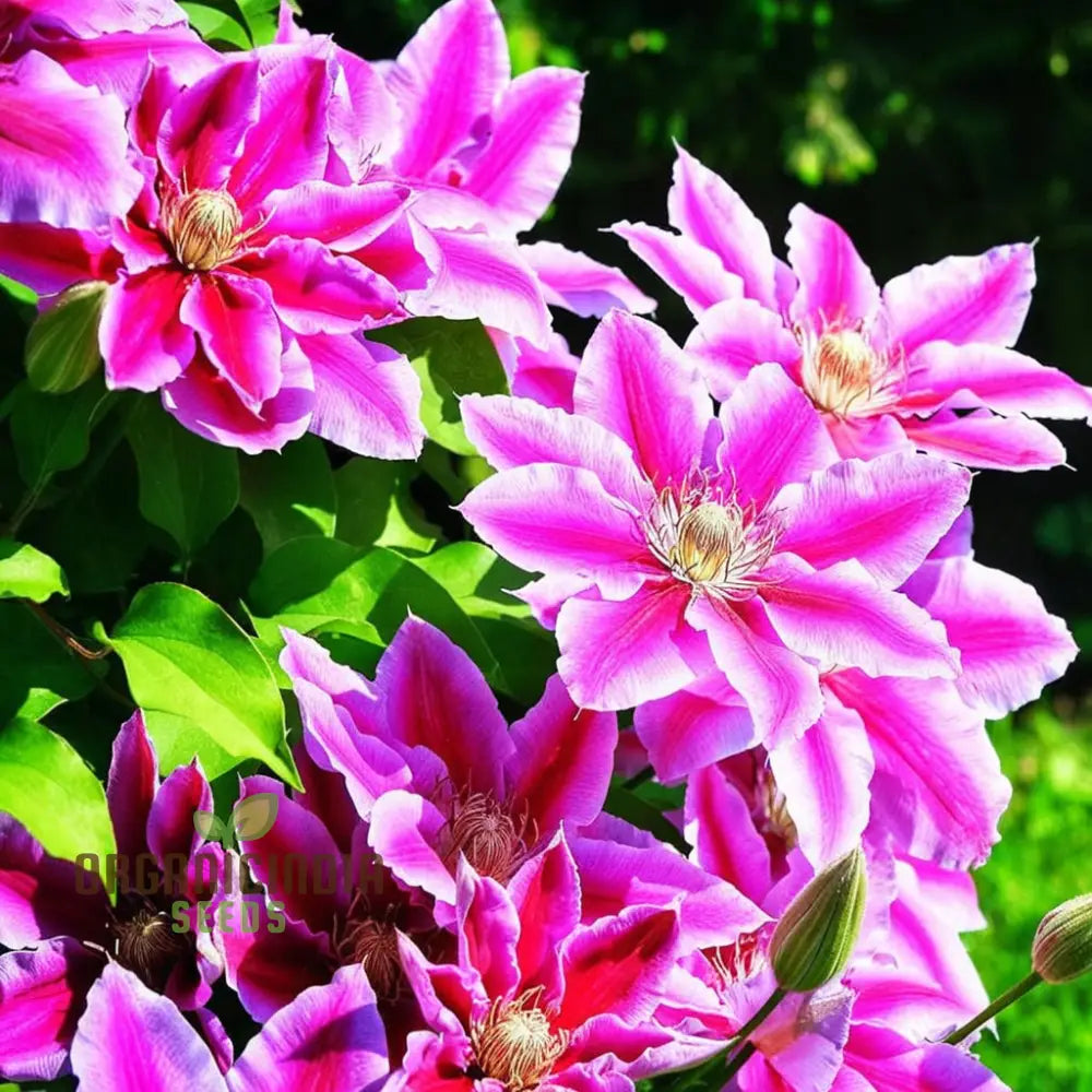 Blue Pink Red Purple Mix Clematis Seeds - Create A Colorful Garden Display