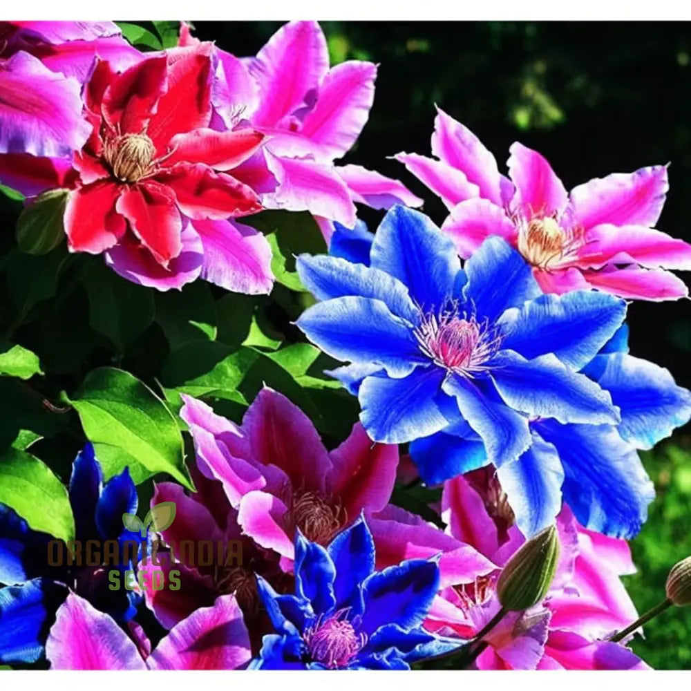 Blue Pink Red Purple Mix Clematis Seeds - Create A Colorful Garden Display