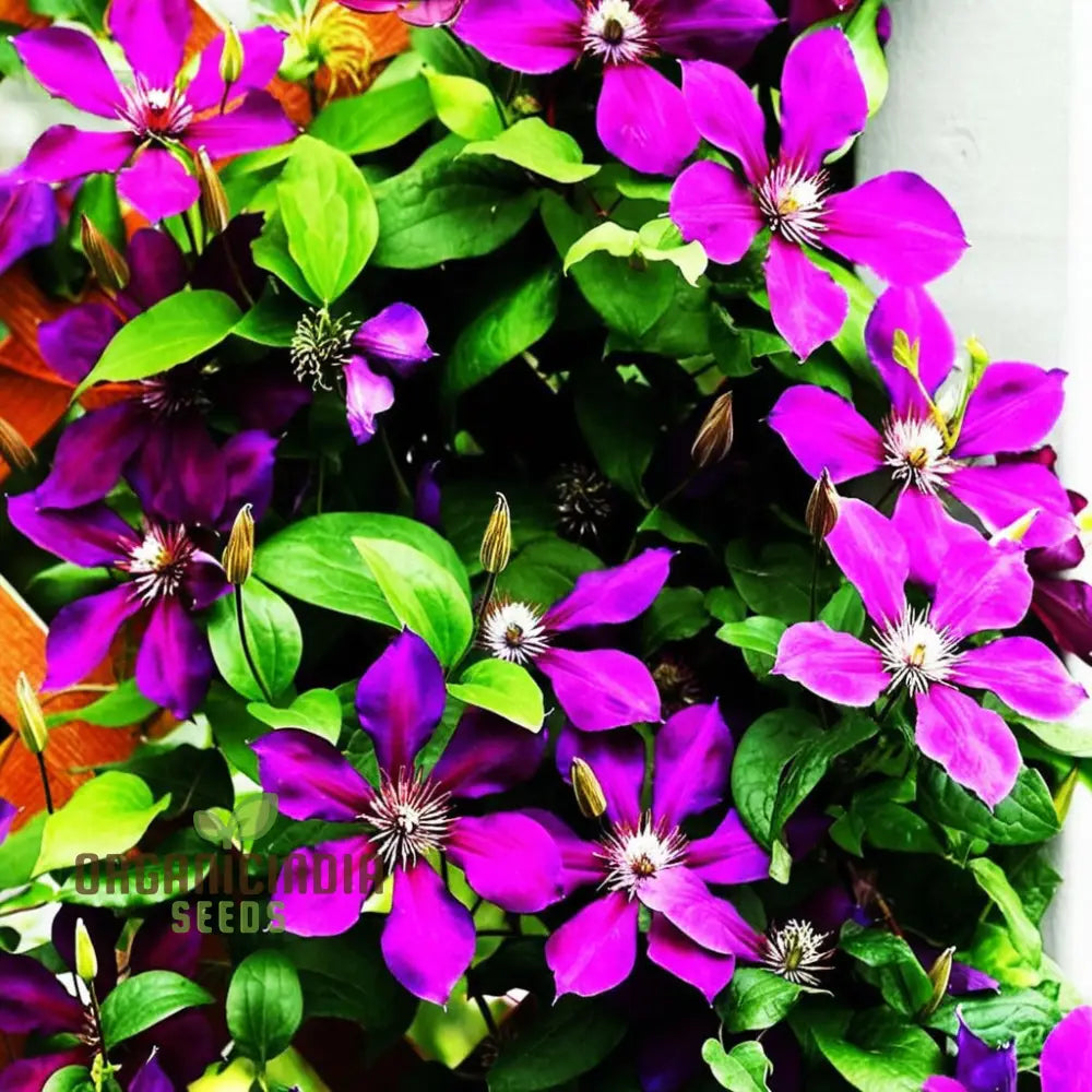 Blue Pink Red Purple Mix Clematis Seeds - Create A Colorful Garden Display