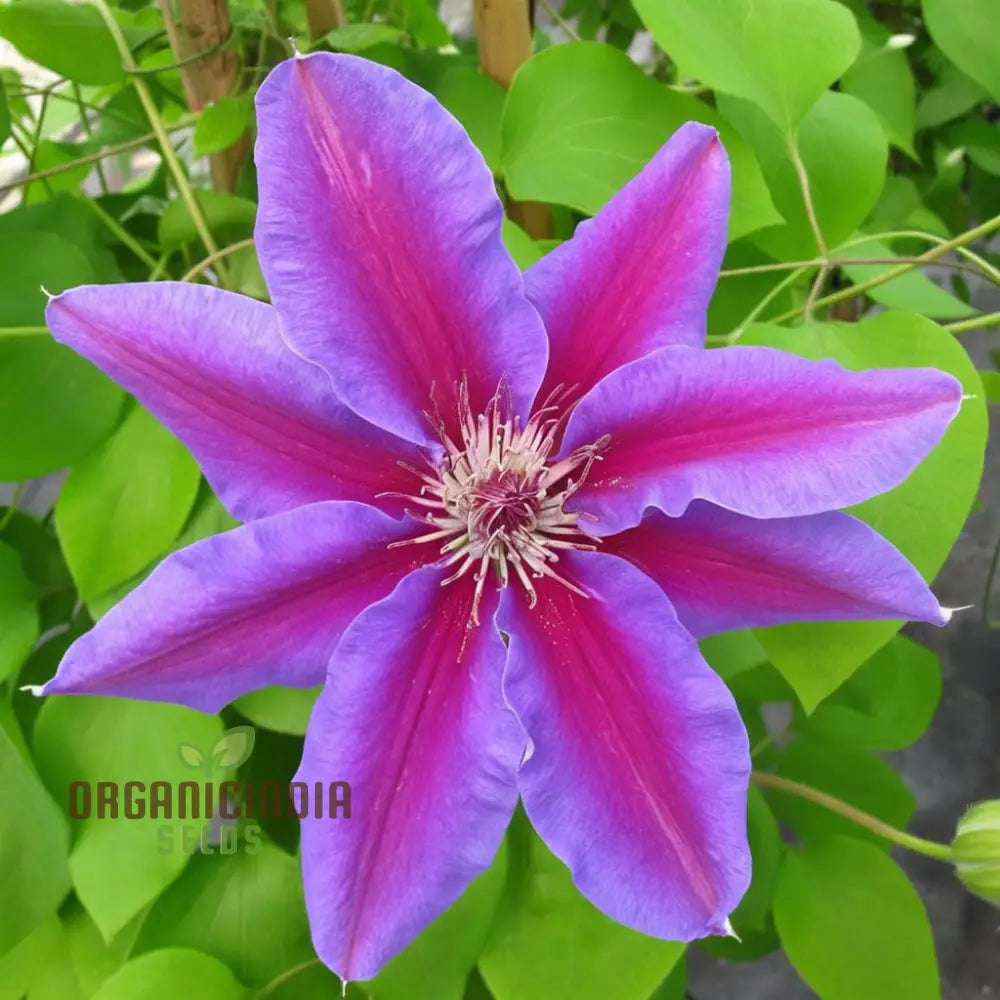 Blue Pink Red Purple Mix Clematis Seeds - Create A Colorful Garden Display