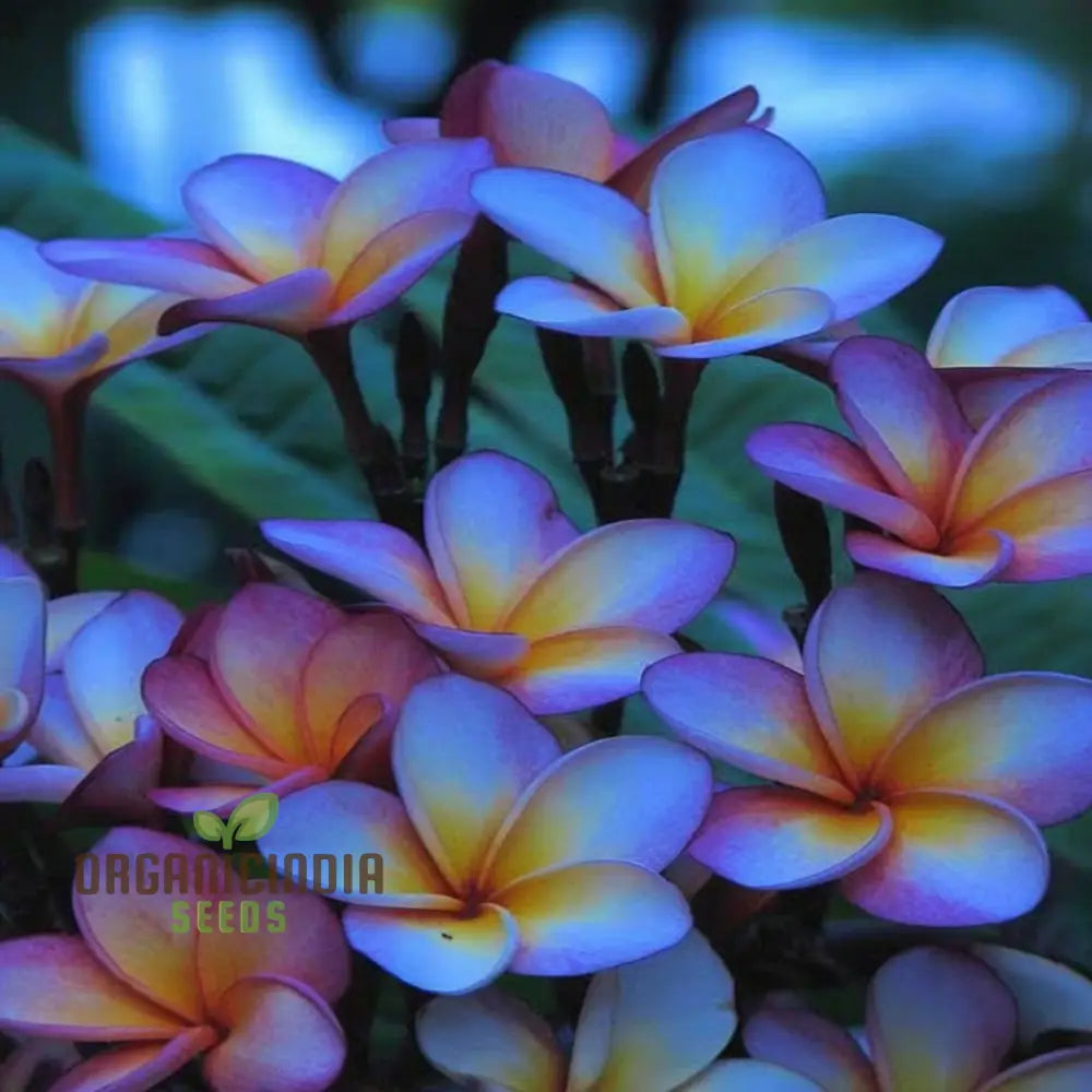 Blue Plumeria Flower Seeds High Germination Vibrant Blooms Perfect For Home Gardens Seeds