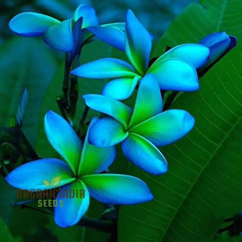 Blue Plumeria Flower Seeds High Germination Vibrant Blooms Perfect For Home Gardens Seeds