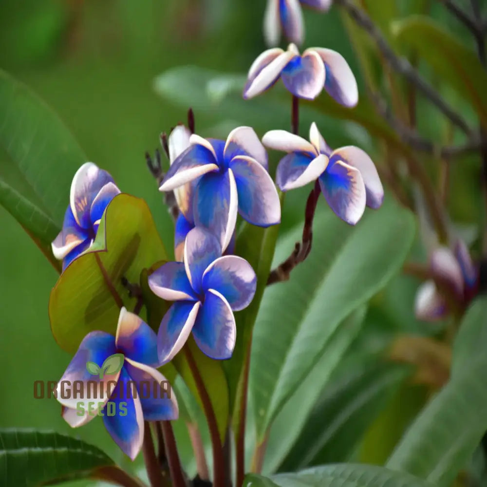 Blue Plumeria Flower Seeds High Germination Vibrant Blooms Perfect For Home Gardens Seeds