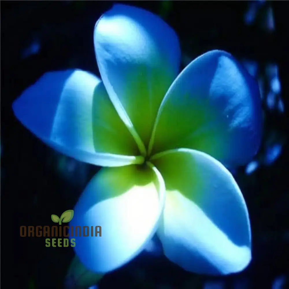 Blue Plumeria Flower Seeds High Germination Vibrant Blooms Perfect For Home Gardens Seeds