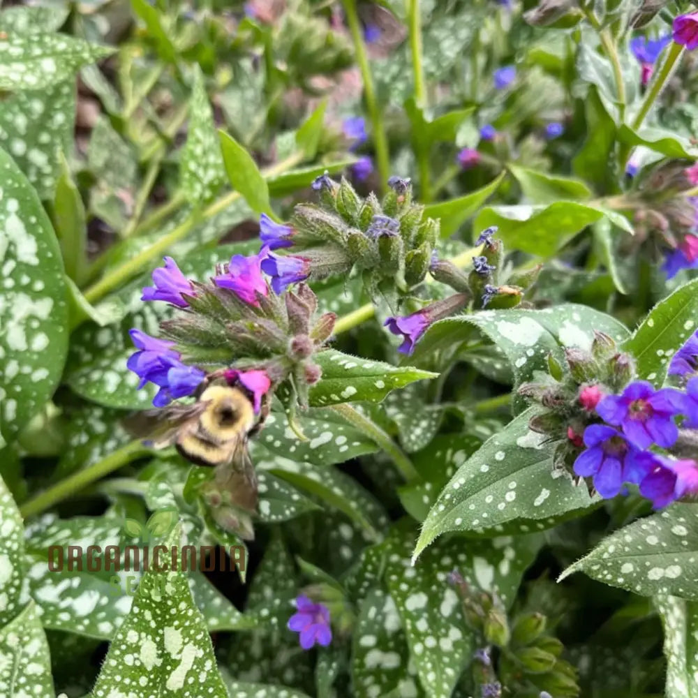 Blue Pulmonaria Lungwort Flower Seeds Vibrant Garden Blooms Easy-To-Growing Plant Seeds Perennials