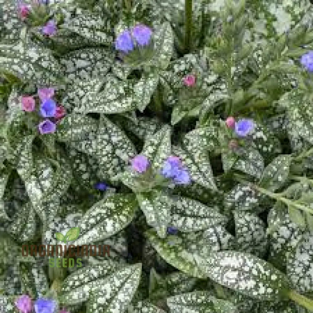 Blue Pulmonaria Lungwort Flower Seeds Vibrant Garden Blooms Easy-To-Growing Plant Seeds Perennials