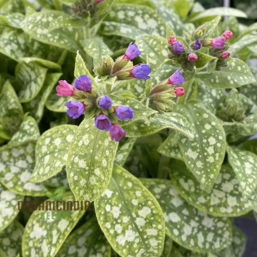 Blue Pulmonaria Lungwort Flower Seeds Vibrant Garden Blooms Easy-To-Growing Plant Seeds Perennials