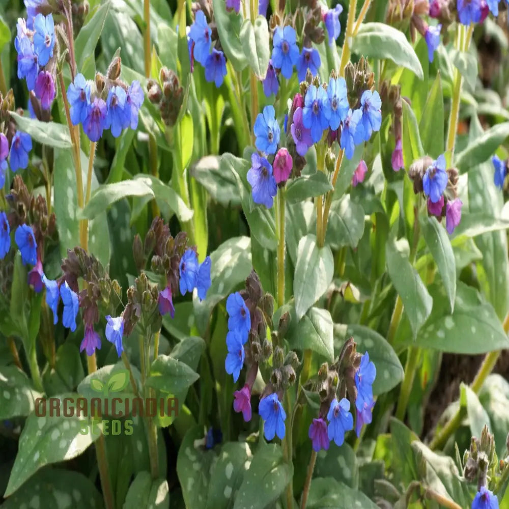 Blue Pulmonaria Lungwort Flower Seeds Vibrant Garden Blooms Easy-To-Growing Plant Seeds Perennials