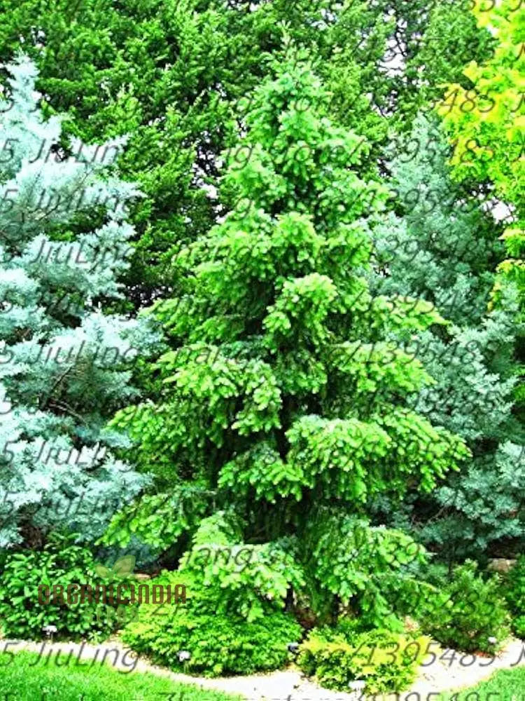 Blue Red Abete Rosso Picea Tree Seeds For Planting - 100 Pcs Plant