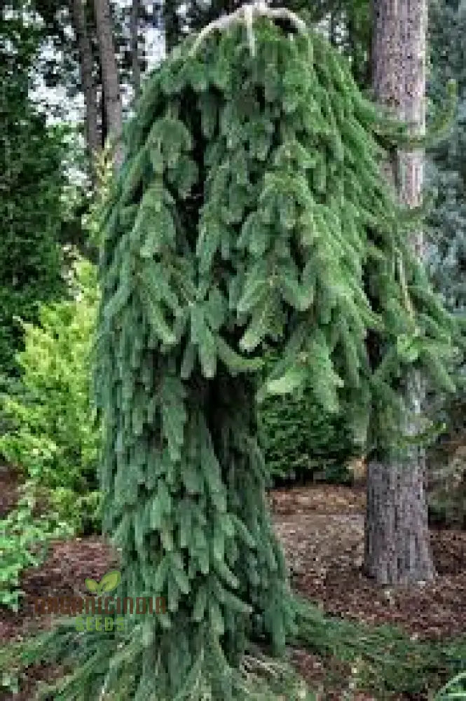 Blue Red Abete Rosso Picea Tree Seeds For Planting - 100 Pcs Plant