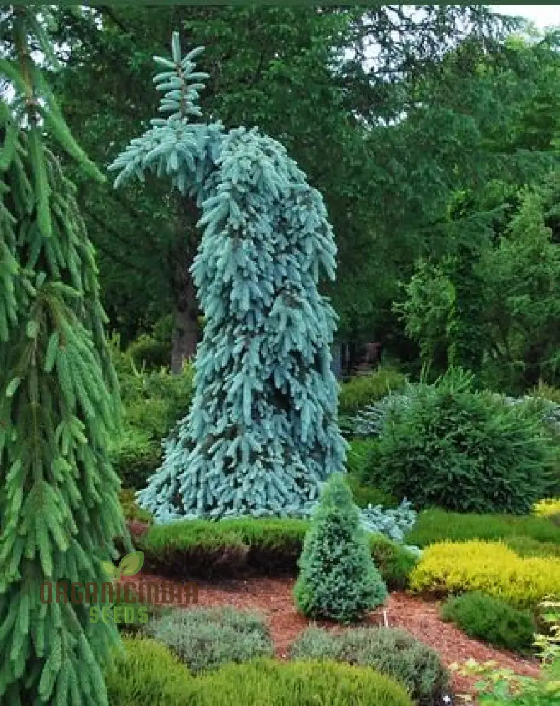 Blue Red Abete Rosso Picea Tree Seeds For Planting - 100 Pcs Plant